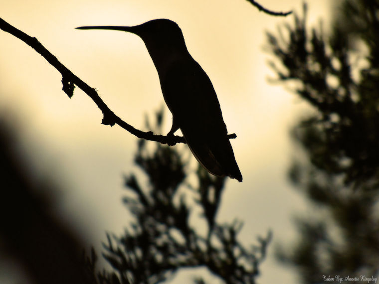 Hummingbird Silhouette